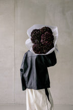 DARK BURGUNDY HORTENZIJE