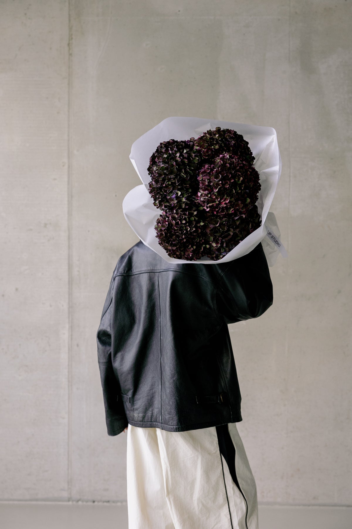 DARK BURGUNDY HORTENZIJE