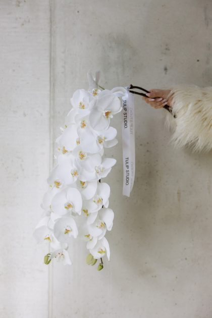 SNOW WHITE PHALAENOPSIS ORHIDEJA