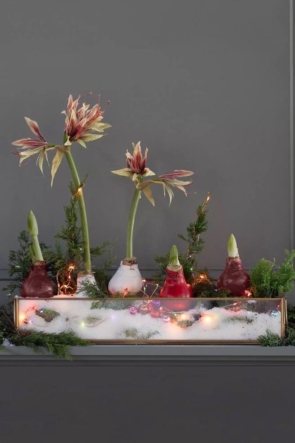 Festive Amaryllis waxed bulb